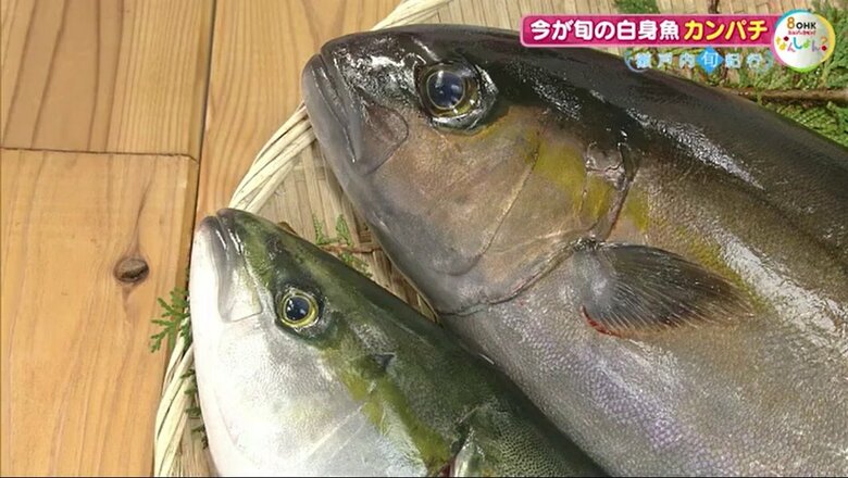 カンパチの「目」に注目（右）