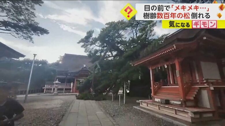 樹齢数百年の松の木が倒れる瞬間③