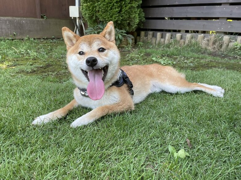 犬見知りのいそべくん