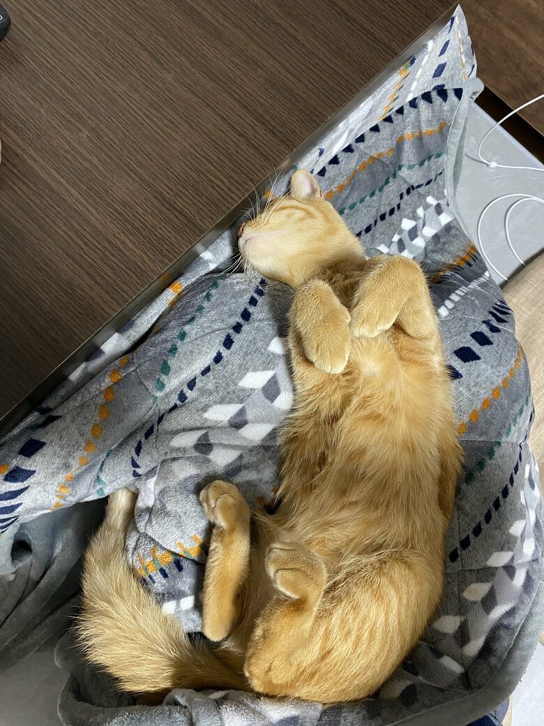 つぶちゃんの寝相