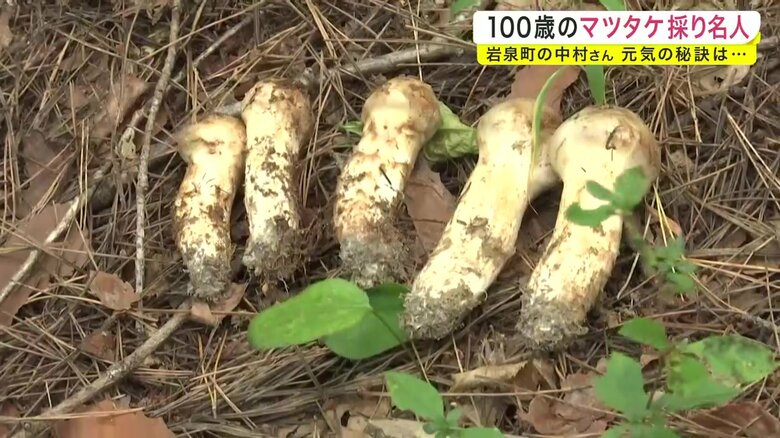 あっという間に5本のマツタケを発見