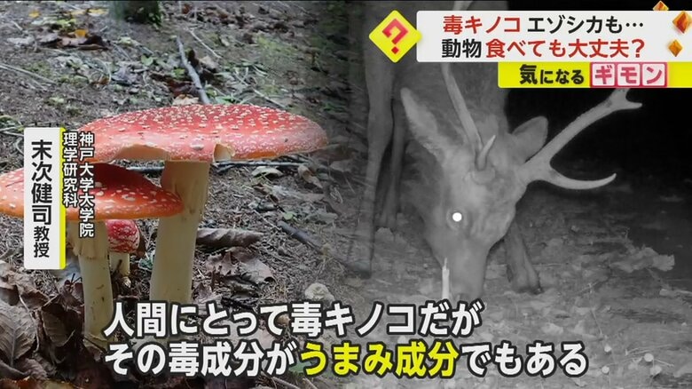 「人間にとっての毒成分がうまみ成分でもある」と解説する神戸大学大学院 理学研究科・末次健司教授
