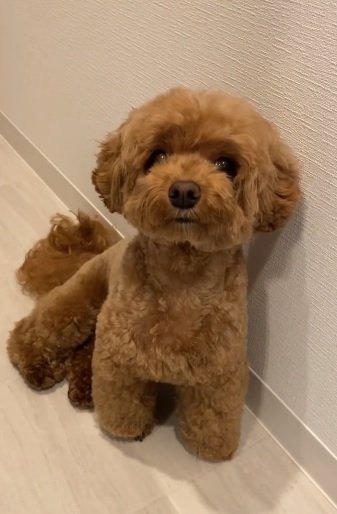 普段のチャイちゃん