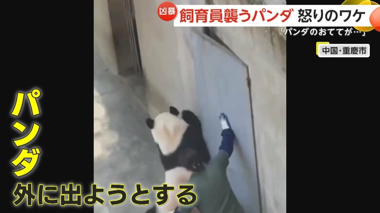 右前足をドアに挟まれ攻撃的になったか