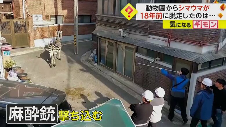 麻酔銃を撃ち込む警察