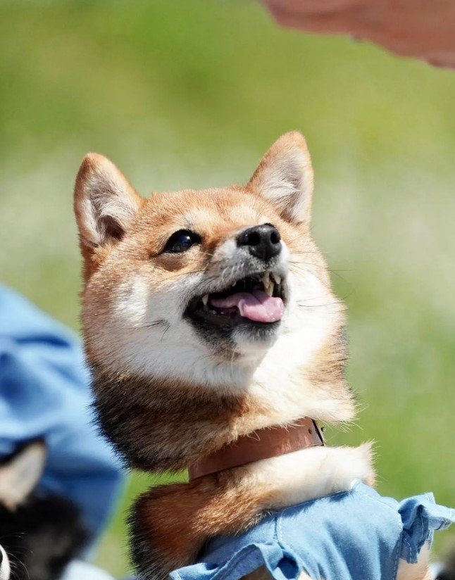 提供：まめふく&ゆめくりさん