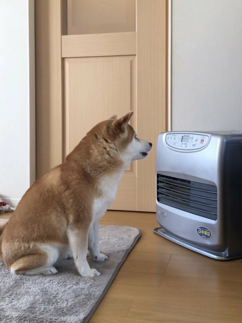 提供：柴犬ももさん
