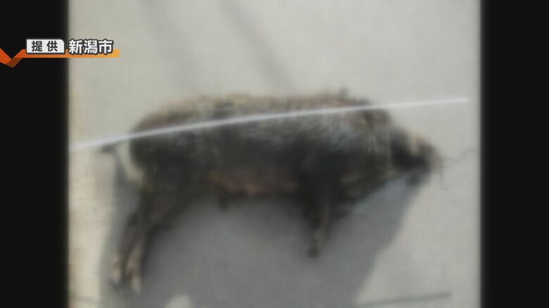 駆除されたイノシシ