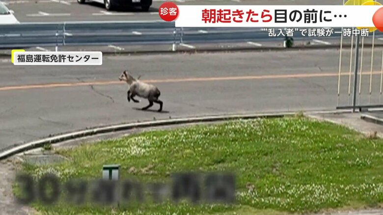 バック駐車の練習スペースを悠然と突っ切っていたカモシカ