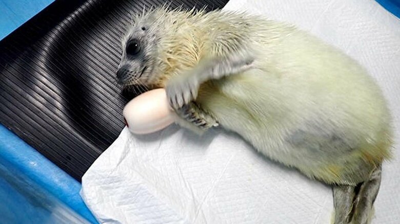 それも乗り越えた（提供：海遊館）