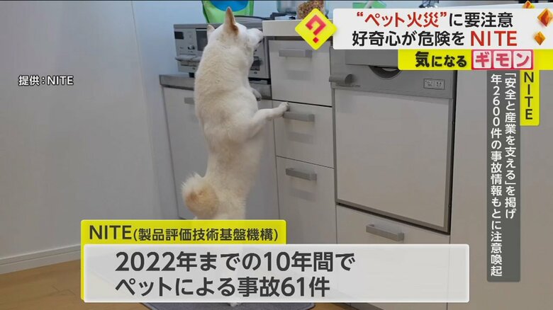 コンロに前足をかけるイヌ