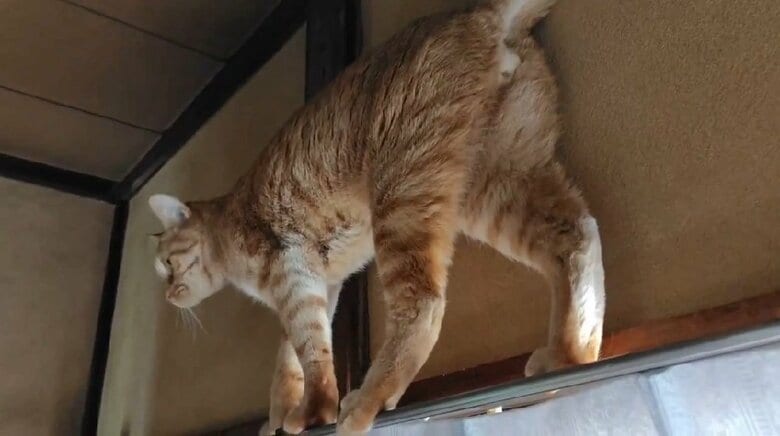 別の日の歩いている様子を見ると、そこまで薄くはない…