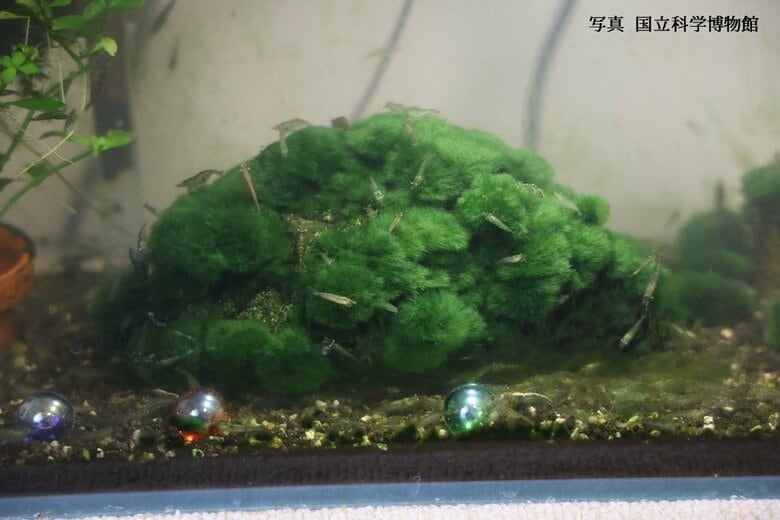 写真：国立科学博物館