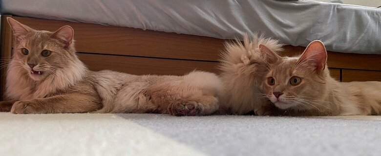 何かを狙っている？