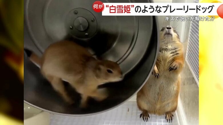 プレーリードッグのオス、「ぬふくん」とぬふくんはめめちゃんに優しくキスメスの「めめちゃん」