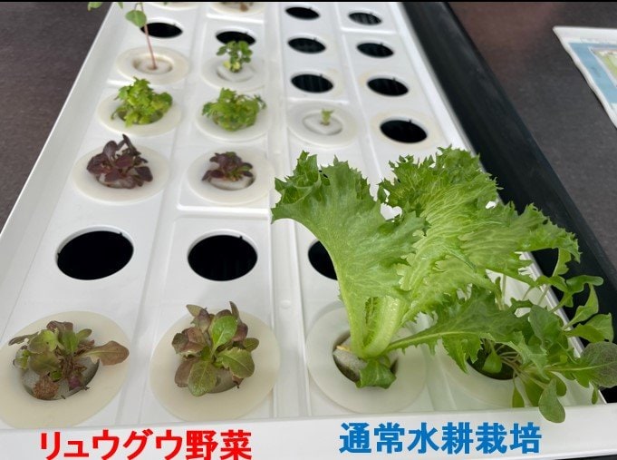 左がリュウグウの砂を再現した土で栽培した野菜、右が通常の水耕栽培で育てた野菜（提供：岡山大学 中村栄三特任教授）