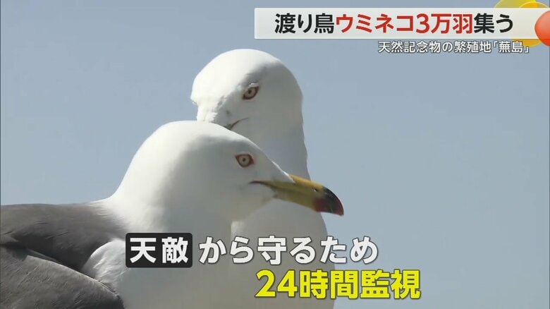 蕪島では、ウミネコを天敵から守るため、24時間体制で監視している