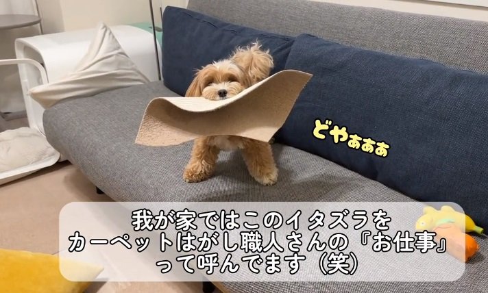 “お仕事”にはげむちゃちゃまるちゃん