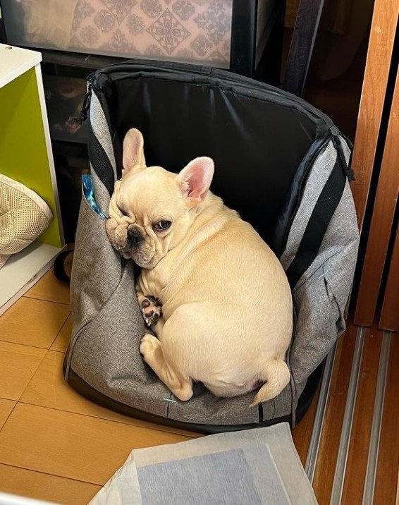 ふてくされてる（提供：みるくちゃん）