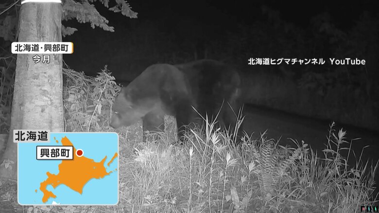 オスグマがメスに存在をアピールするための“背こすり”