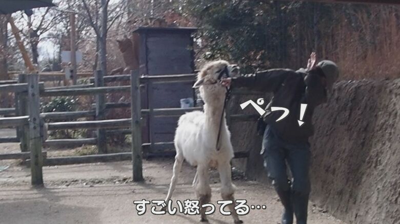 装具が気に入らないのか唾を吐き不満を表す