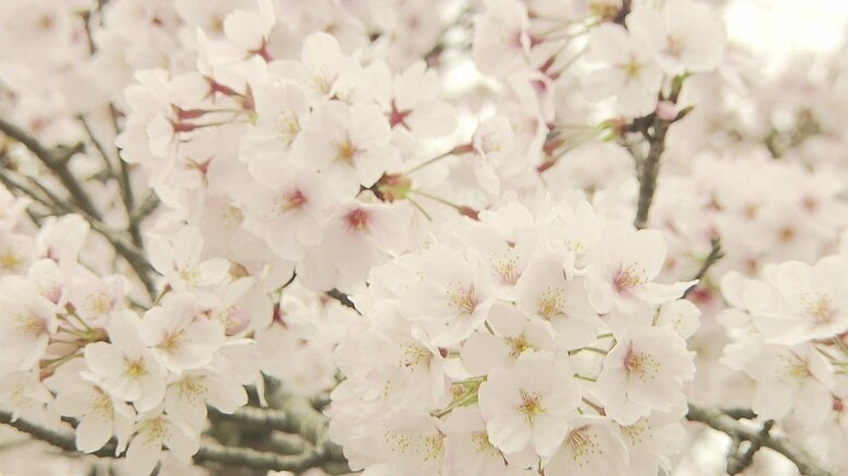 長崎は4月2日に満開宣言