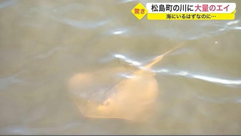 午後4時過ぎ、ついにエイを発見