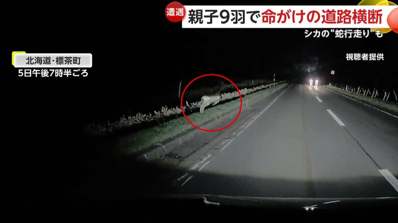 脇から飛び出してきたシカ