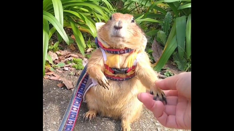 小さい手で握手する姿が可愛い