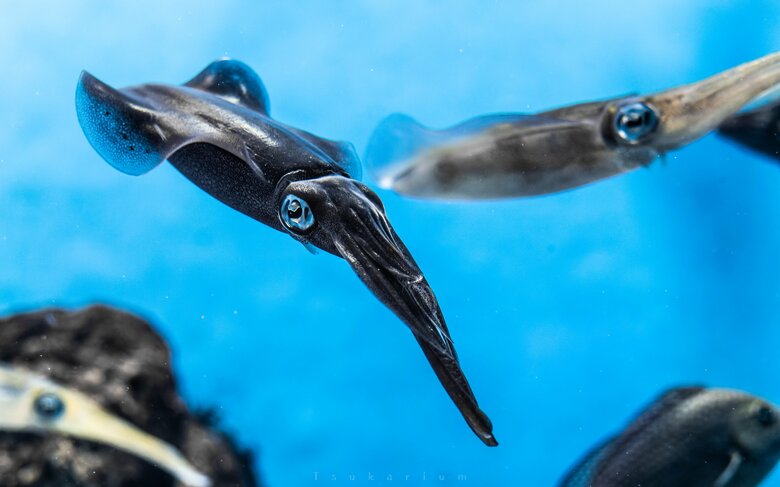 （提供：銀鏡つかささん。撮影場所：城崎マリンワールド）