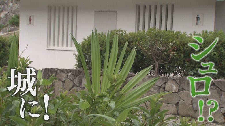 扇状に拡がった葉が特徴の「シュロ」