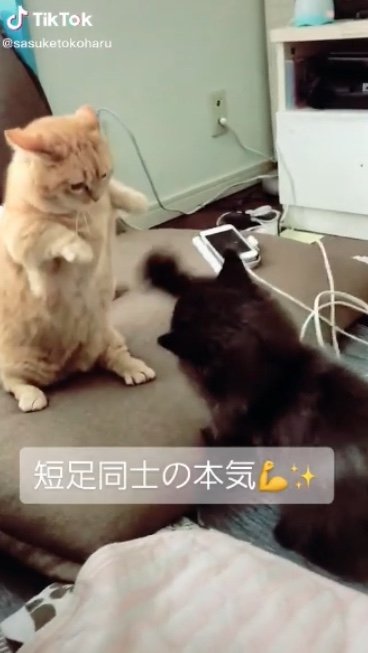 提供：サスケと小春さん