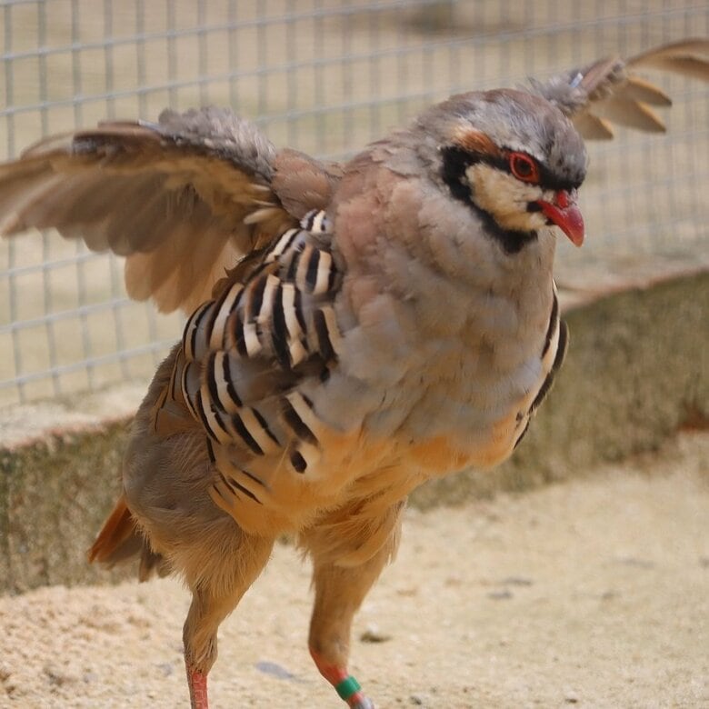 翼は小さい　必要とあれば飛べる（提供：松江フォーゲルパーク）