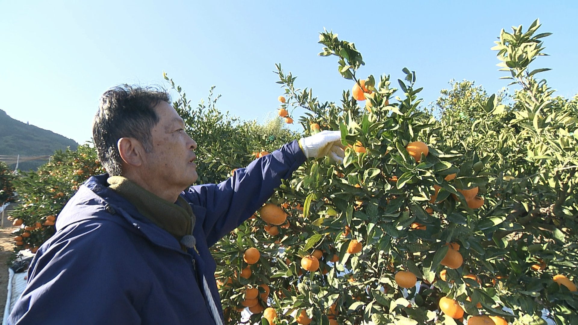 みかん栽培に救世主　注目の”日焼け止め”ホワイトコート　猛暑列島・日本　人間だけでなく動物や農作物にも影響　静岡市では国内観測史上2位タイの気温を記録した2025年