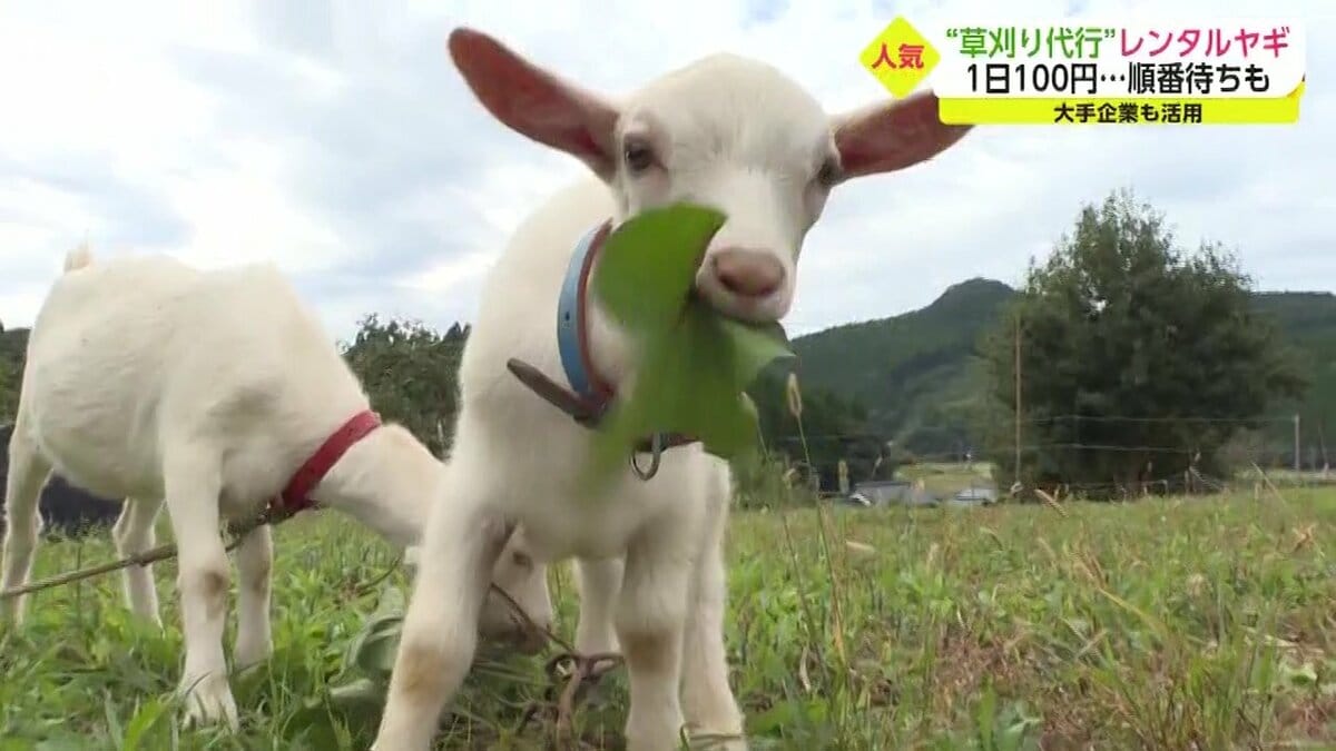 ヤギで草刈り」が大人気 黙々と草食べて除草 1日100円でレンタル…環境
