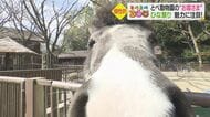 動物園のかわいい「お姫さま」に注目　“奥ゆかしい”ハリネズミ母娘や“女子会”するポニーも【愛媛発】