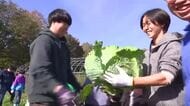 直径50センチ！巨大キャベツ”札幌大球”通常の約10倍の大きさにびっくり_地元の子供たちが収穫体験_明治時代からの伝統野菜を後世に引き継ごうと畑のオーナー募集し栽培〈札幌〉