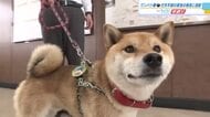 行方不明になっていた男性の保護に貢献　警察がかわいい「ワンワンパトロール隊員」を表彰　広島・庄原市