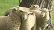 “モコモコかわいい”子ヒツジ5頭が仲間入り！羊ヶ丘展望台の飼育頭数23頭に～11年ぶりに20頭超『名前も付けてね』7月20日まで募集中〈北海道札幌市〉