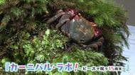 企画展「カーニバル・ラボ！ピースで祝う１５周年」開催中　１４種、約２００点のカニが展示　宮島水族館