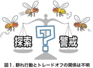 ハエの集団では個性の多様性がトレードオフを改善する　～個体間の活動性の違いが探索と警戒の両立性を高める～