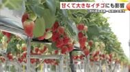 甘くて真っ赤なイチゴ、実りや販売価格に影響か　原油価格高騰、生産者が長期化を懸念　秋田・羽後町