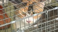 野良猫から地域猫へ　野良猫の繁殖を防ぎ命を守る宮崎市の取り組み 「人間と猫が共存できる社会に」【宮崎発】