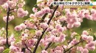 移り変わる花の色　遅咲きのキクザクラ満開