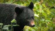 新潟県内“ブナの実”豊作！人里への“クマ出没”は「去年と比べ限定的に」　県が調査結果公表
