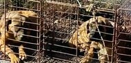 【解説】韓国「犬食禁止法」可決のワケ ペットカーがベビーカー上回る空前のペットブームと“愛犬家ファーストレディ”