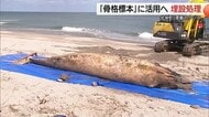 漂着クジラを「骨格標本」へ　内臓や骨がほぼ完全な状態…生態研究にも貴重な資料に（鳥取）