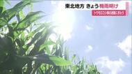 東北地方が梅雨明け　平年より11日遅く　福島・鏡石町のトウモロコシ畑の迷路にぎわう　