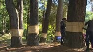 津山市の大名庭園「衆楽園」で冬支度 昔ながらの害虫駆除「松のこも巻き」春にこもごと焼いて駆除【岡山】