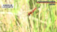 上天草市のハッチョウトンボが激減?【熊本】